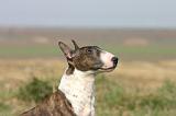 BULL TERRIER MINIATURE 339
